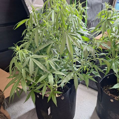 Orion F1 #1 growlog timeline photo