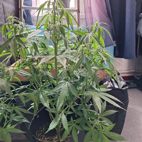 Orion F1 #1 growlog timeline photo