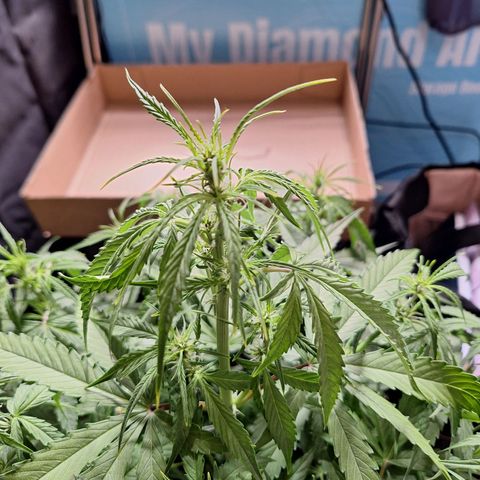 Orion F1 #1 growlog timeline photo
