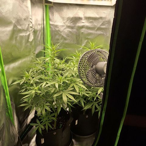 Orion F1 #1 growlog timeline photo
