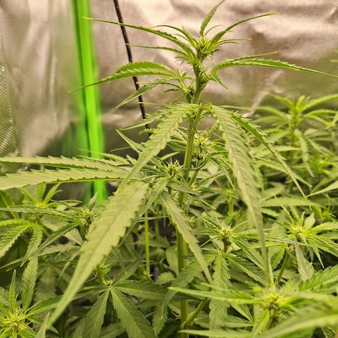 Orion F1 #1 growlog timeline photo