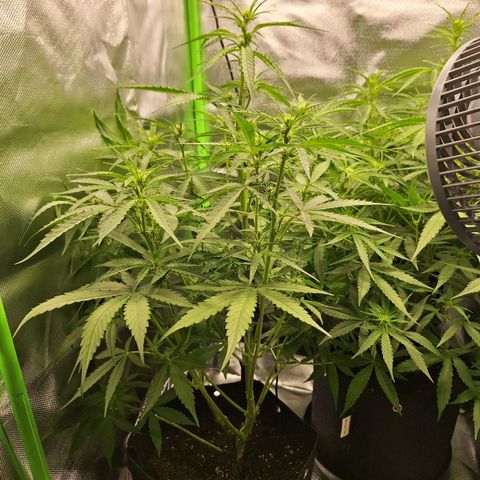 Orion F1 #1 growlog timeline photo