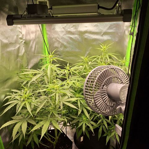 Orion F1 #1 growlog timeline photo