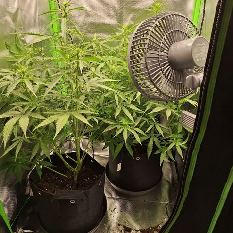 Orion F1 #1 growlog timeline photo