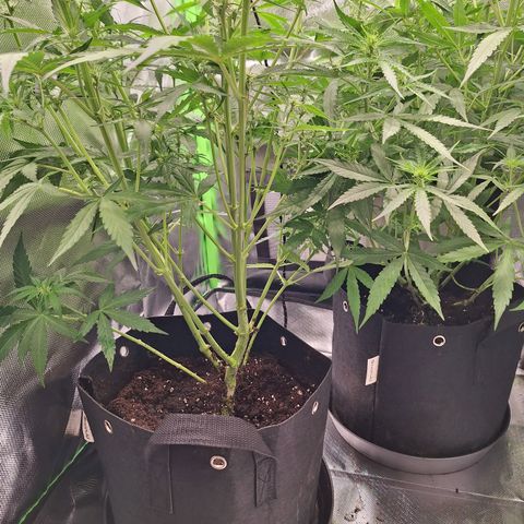 Orion F1 #1 growlog timeline photo