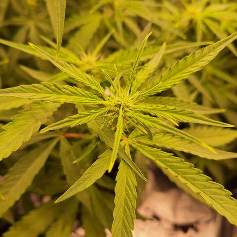Orion F1 #1 growlog timeline photo