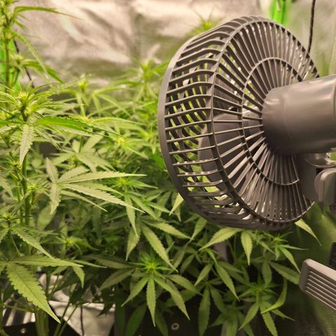 Orion F1 #1 growlog timeline photo