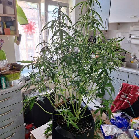 Orion F1 #1 growlog timeline photo