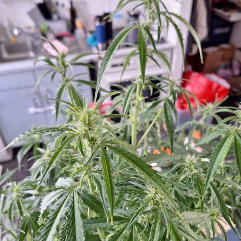 Orion F1 #1 growlog timeline photo
