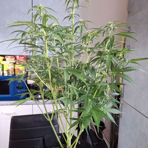Orion F1 #1 growlog timeline photo