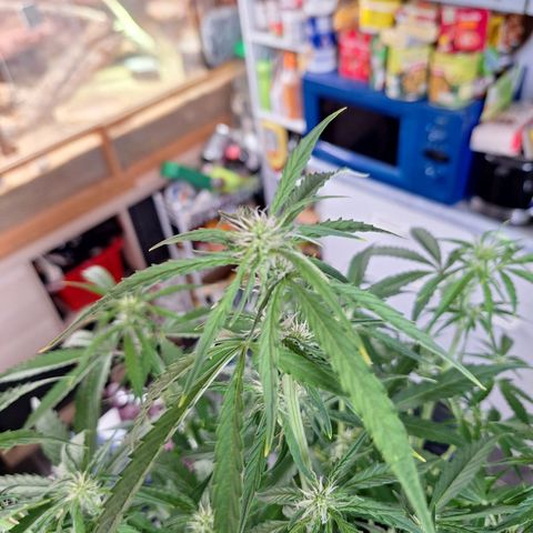 Orion F1 #1 growlog timeline photo