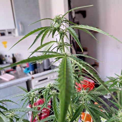 Orion F1 #1 growlog timeline photo