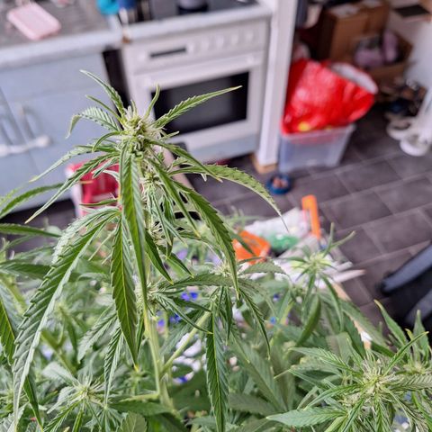 Orion F1 #1 growlog timeline photo