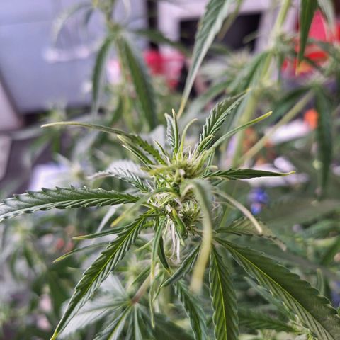 Orion F1 #1 growlog timeline photo