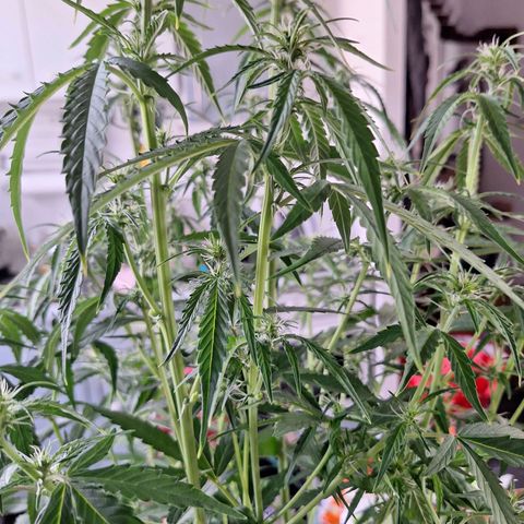 Orion F1 #1 growlog timeline photo