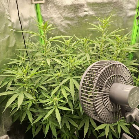 Orion F1 #1 growlog timeline photo