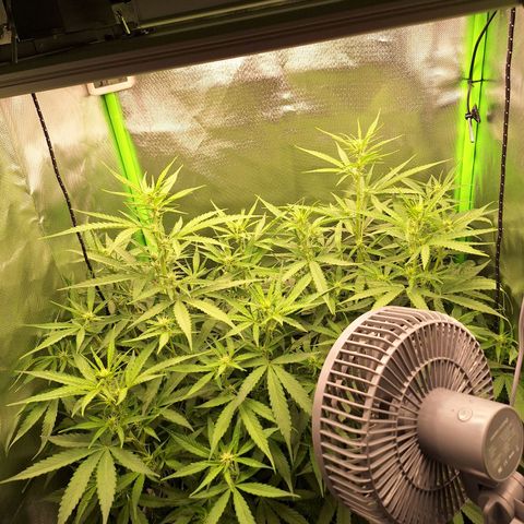 Orion F1 #1 growlog timeline photo