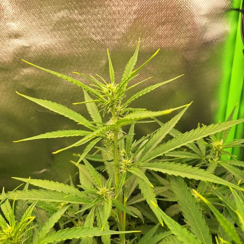 Orion F1 #1 growlog timeline photo