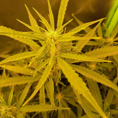 Orion F1 #1 growlog timeline photo