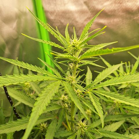 Orion F1 #1 growlog timeline photo