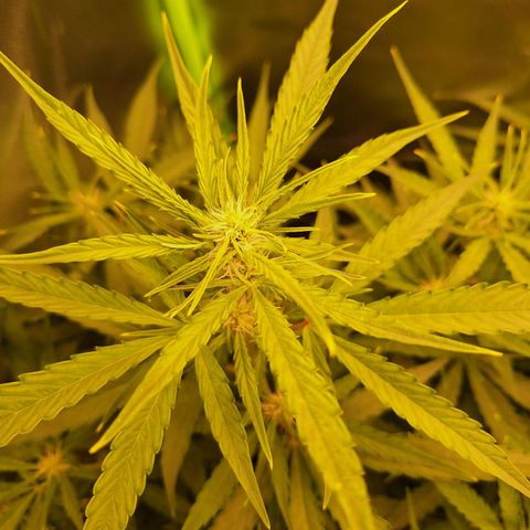 Orion F1 #1 growlog timeline photo