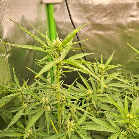 Orion F1 #1 growlog timeline photo