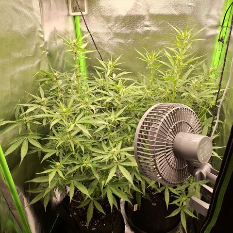 Orion F1 #1 growlog timeline photo