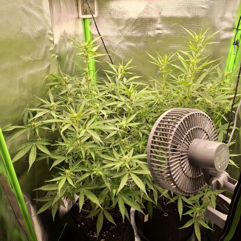 Orion F1 #1 growlog timeline photo