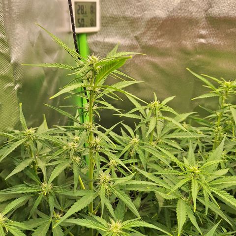 Orion F1 #1 growlog timeline photo