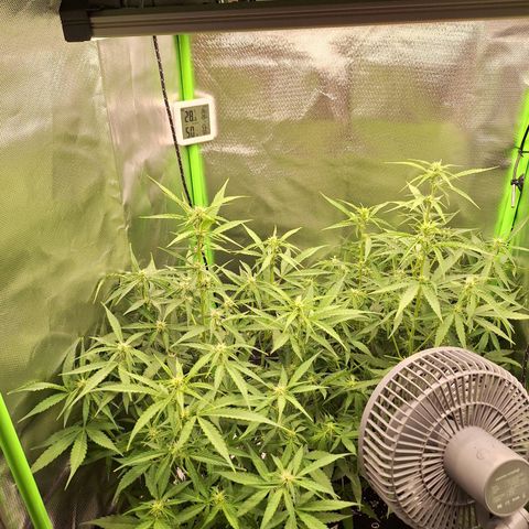 Orion F1 #1 growlog timeline photo