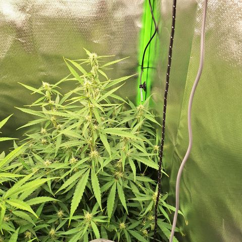 Orion F1 #1 growlog timeline photo