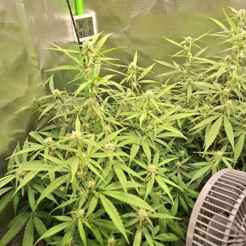 Orion F1 #1 growlog timeline photo
