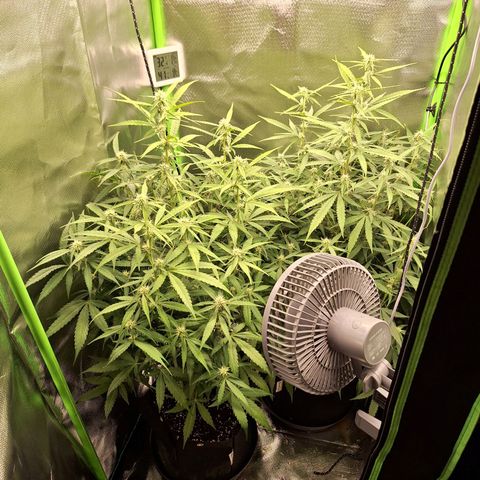 Orion F1 #1 growlog timeline photo