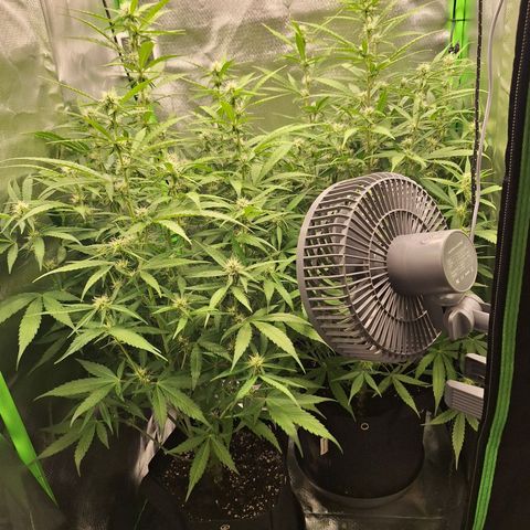 Orion F1 #1 growlog timeline photo
