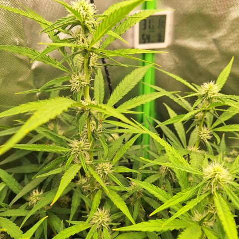 Orion F1 #1 growlog timeline photo
