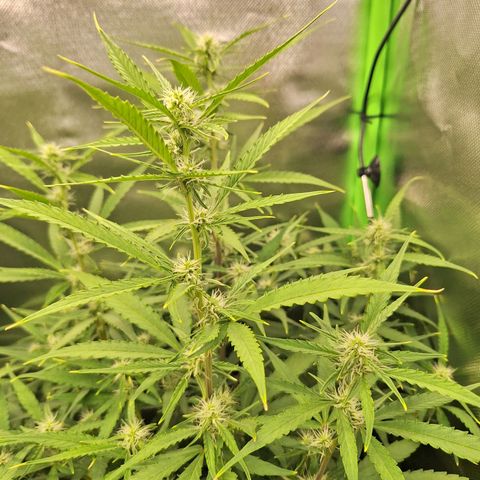 Orion F1 #1 growlog timeline photo