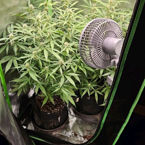 Orion F1 #1 growlog timeline photo