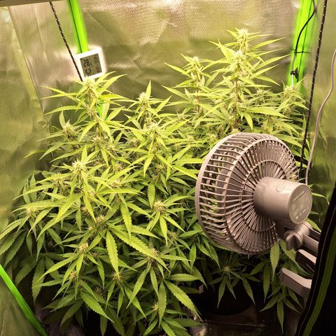 Orion F1 #1 growlog timeline photo