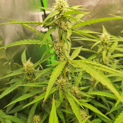 Orion F1 #1 growlog timeline photo