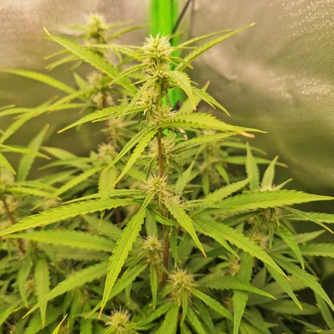 Orion F1 #1 growlog timeline photo