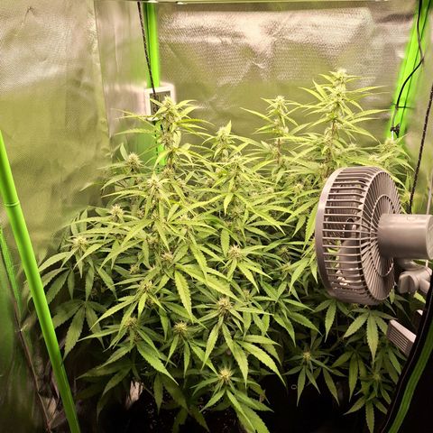 Orion F1 #1 growlog timeline photo