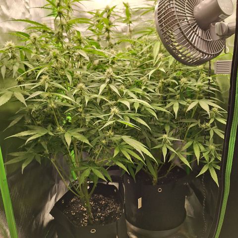 Orion F1 #1 growlog timeline photo