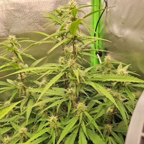 Orion F1 #1 growlog timeline photo