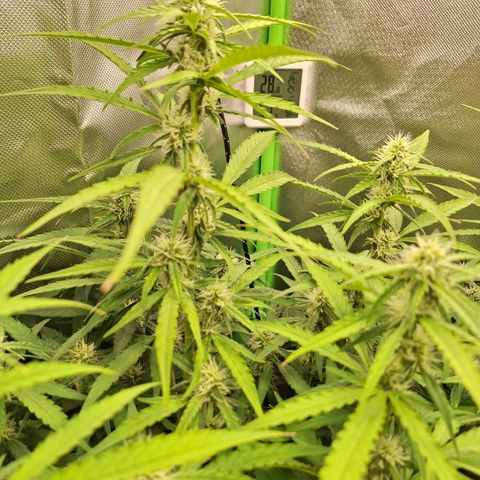 Orion F1 #1 growlog timeline photo