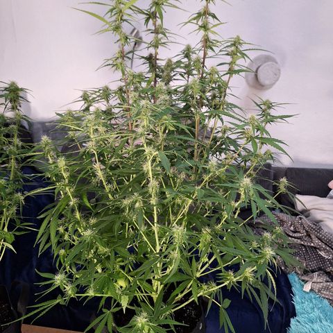 Orion F1 #1 growlog timeline photo