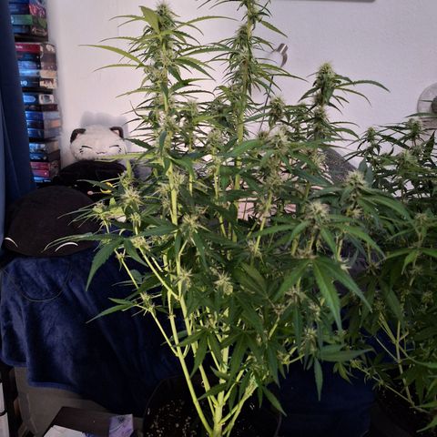 Orion F1 #1 growlog timeline photo