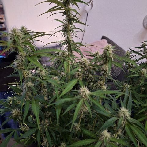 Orion F1 #1 growlog timeline photo
