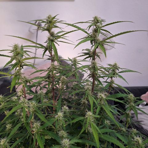 Orion F1 #1 growlog timeline photo