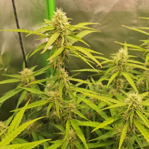 Orion F1 #1 growlog timeline photo
