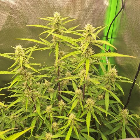 Orion F1 #1 growlog timeline photo
